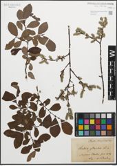 Foto von Salix glauca L.